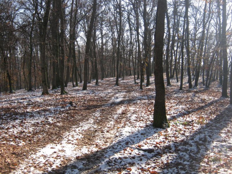 A Remeteszegi erdő december eleji fagyban